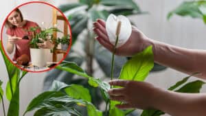 Come curare e far fiorire lo Spathiphyllum in casa