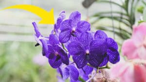 Come coltivare l'orchidea blu Vanda Coerulea a casa tua