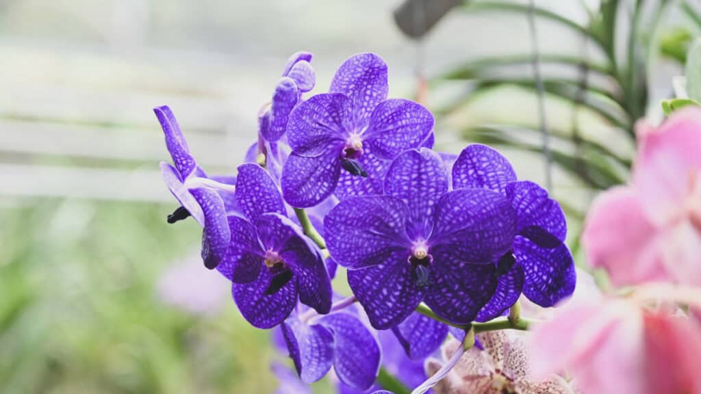 Come coltivare l'orchidea blu Vanda Coerulea a casa tua
