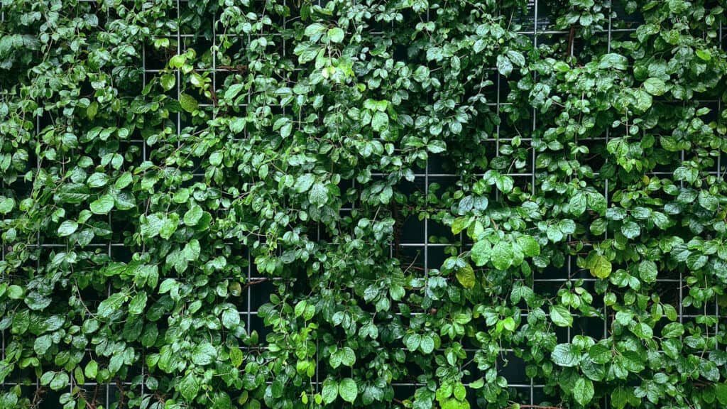 Privacy e bellezza: Come creare una barriera verde sul terrazzo con le piante