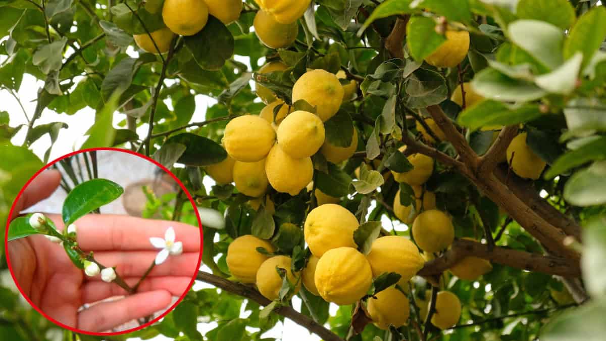 Perché la pianta di limoni non fiorisce: cause e rimedi