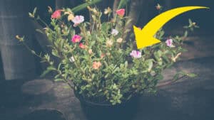 Cura e consigli per una fioritura perfetta della Portulaca in vaso