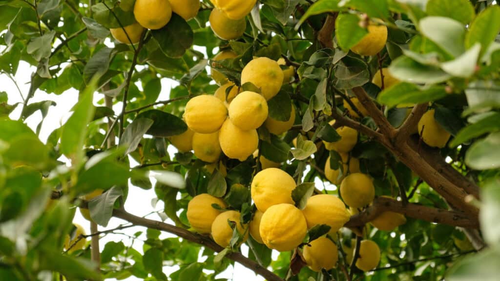 Le 6 cause comuni della mancata fioritura del Limone