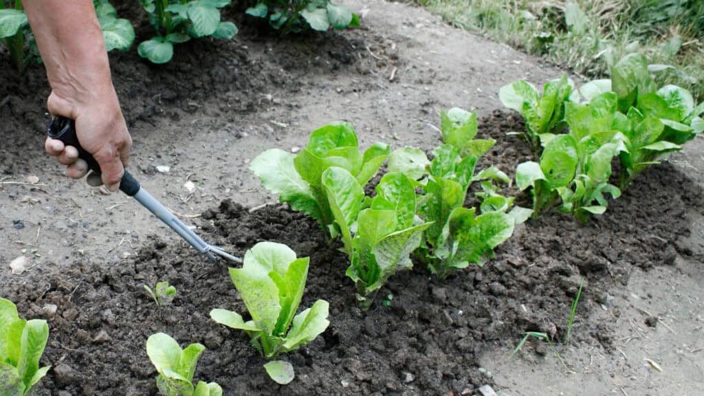 Come avere un giardino e un grto rigogliosi