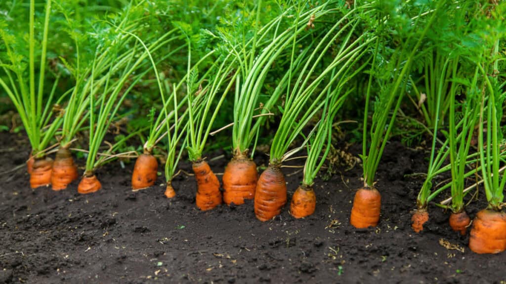 Come avere un giardino e un grto rigogliosi