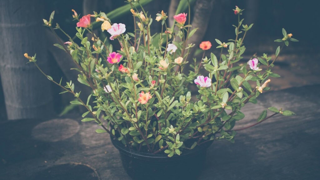 BeliceWeb.it - Come coltivare la Portulaca in casa o in giardino