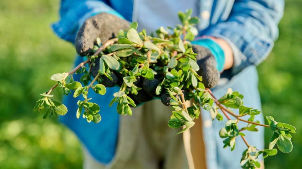 Consigli e trucchi per la coltivazione della Portulaca