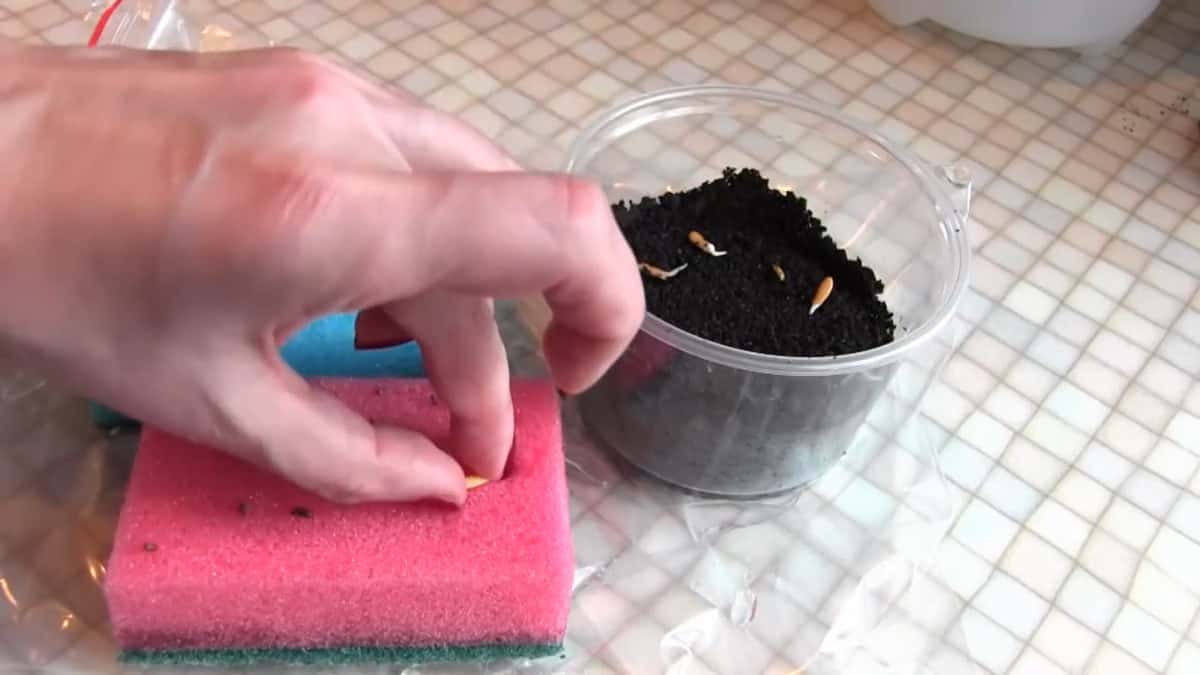 5 Spugnette Umidificatrici Per Dita - Per Contare Banconote, Strumento Per Banche E Negozi, Plastica Antiscivolo